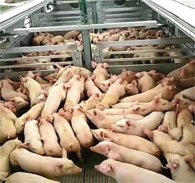 東風(fēng)天龍畜禽運輸車車型大全及冷藏車解析